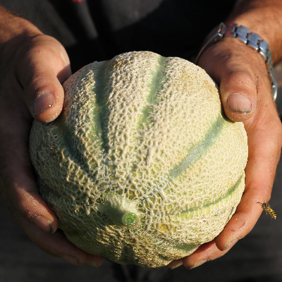 Melone Retato Scelte per Te